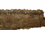 Hadrosaur (Edmontosaurus) Maxilla With Teeth - Montana #176349-7